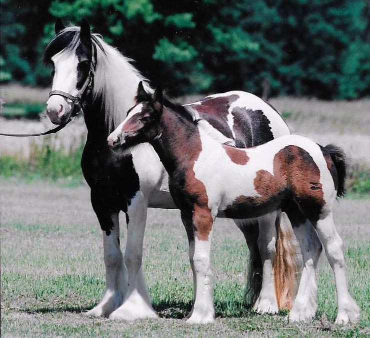 Mother & Foal - Hope of Glory Gypsy Horses, Michigan